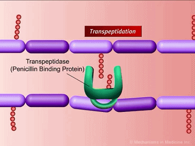 细胞壁肽聚糖链接示意图，绿色为PBP