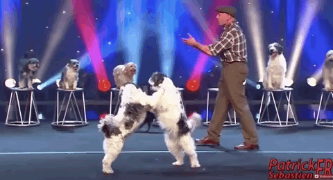 波士顿动力机器狗签约世界第一马戏团 确认Spot将出演