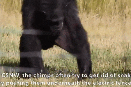 黑猩猩企图把一条蛇拨出它们生活的围场。图片:Chimpanzee Sanctuary Northwest / youtube