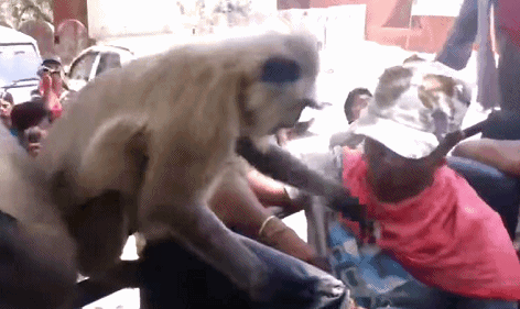 印度猴子为报仇摔死全村小狗？《猩球崛起》快成纪录片了