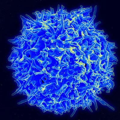 ▲T细胞是人类免疫系统的重要组成部分（图片来源：By NIAID/NIH （NIAID Flickr‘s photostream） [Public domain]， via Wikimedia Commons）