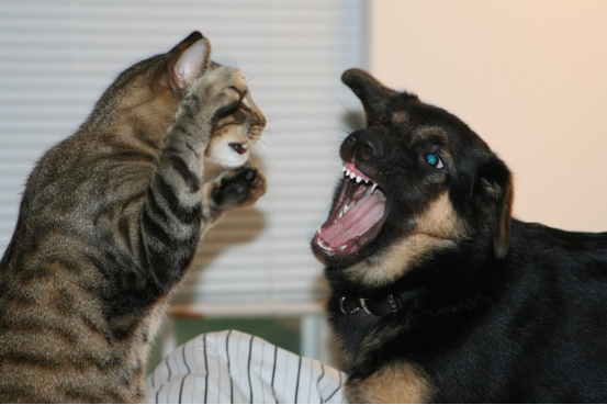 同体积的猫和狗打架谁会赢？大千世界无奇不有