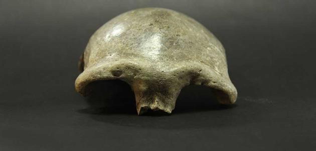 对一块有3.4万年历史的女性头骨分析结果显示，其中既包含尼安德特人的DNA、又含有丹尼索瓦人的DNA。