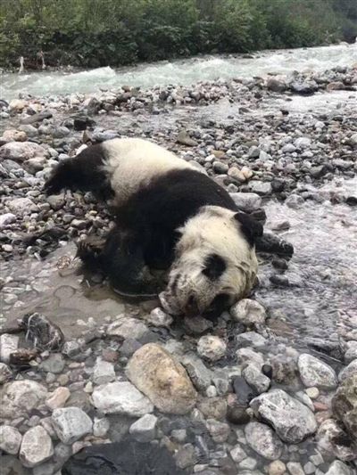 已经死亡的大熊猫幼仔