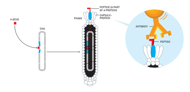 　　噬菌体展示——这是乔治·史密斯开发的一种基于已知蛋白质寻找未知基因的方法。1、史密斯在噬菌体胶囊中引入一种基因，之后噬菌体DNA被插入制造噬菌体的细菌体内；2、从引入基因制造的肽可作为噬菌体表面的部分蛋白质胶囊；3、史密斯能够用一种附着在肽上的抗体清除噬菌体，作为奖励，他获得了肽的基因。
