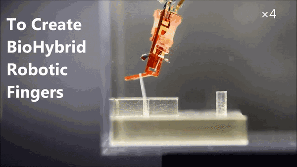 日本用活体肌肉构建机械臂，人类与机器融合取得新突破
