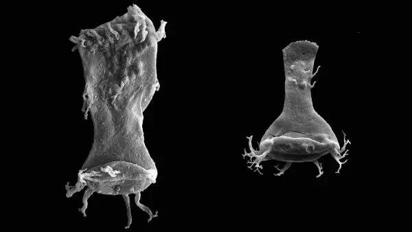 左边是畸形几丁虫，右边是正常几丁虫。是什么造成了几丁虫的畸形？ | sciencemag.org