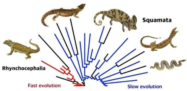最早期的蜥蜴和蛇类进化缓慢，但最终比它们的近亲喙头目生物多样化得多，喙头目生物最初进化得很快。然而现今自然界有有1万种有鳞类生物，但仅有1种喙头目生物——新西兰大蜥蜴。