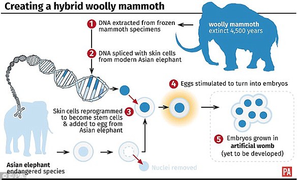 最广泛使用的基因编辑技术被称为CRISPR/Cas9，利用这项技术，科学家或许可以将保存下来的猛犸象DNA剪切粘贴到亚洲象身上，从而创造出猛犸象与亚洲象的杂交后代