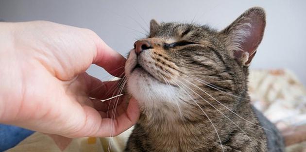 一般友好的猫咪都会喜欢你触摸它们颜腺所在的区域,比如耳朵根部,下巴还有它们的小圆脸。相比这些区域,猫咪比较不喜欢你触摸它们的肚子,背部和尾部