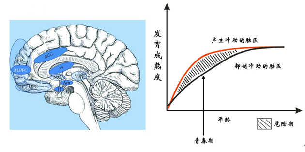 大脑中产生冲动和抑制冲动的脑区(左图)。青春期前后的一段时间内,产生冲动的脑区其发育成熟度要大于抑制冲动的脑区(右图)。处于这个年龄段的青少年往往难以控制冲动、冒险、反叛等行为,并忽视这些行为可能对自己带来的危险