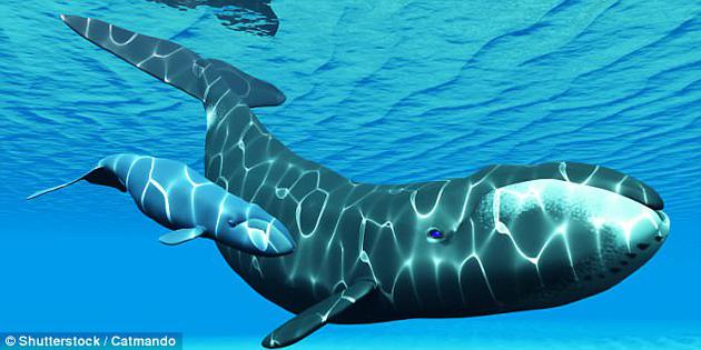一头弓头鲸母亲及其幼崽。一项历时三年的研究发现，生活在北冰洋的弓头鲸能“唱”出184首“鲸歌曲目”。