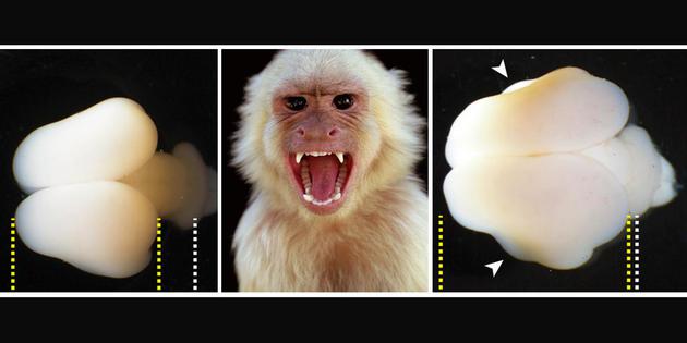 “人猿星球”或将成现实?人类基因植入猴脑后变得更强大!
