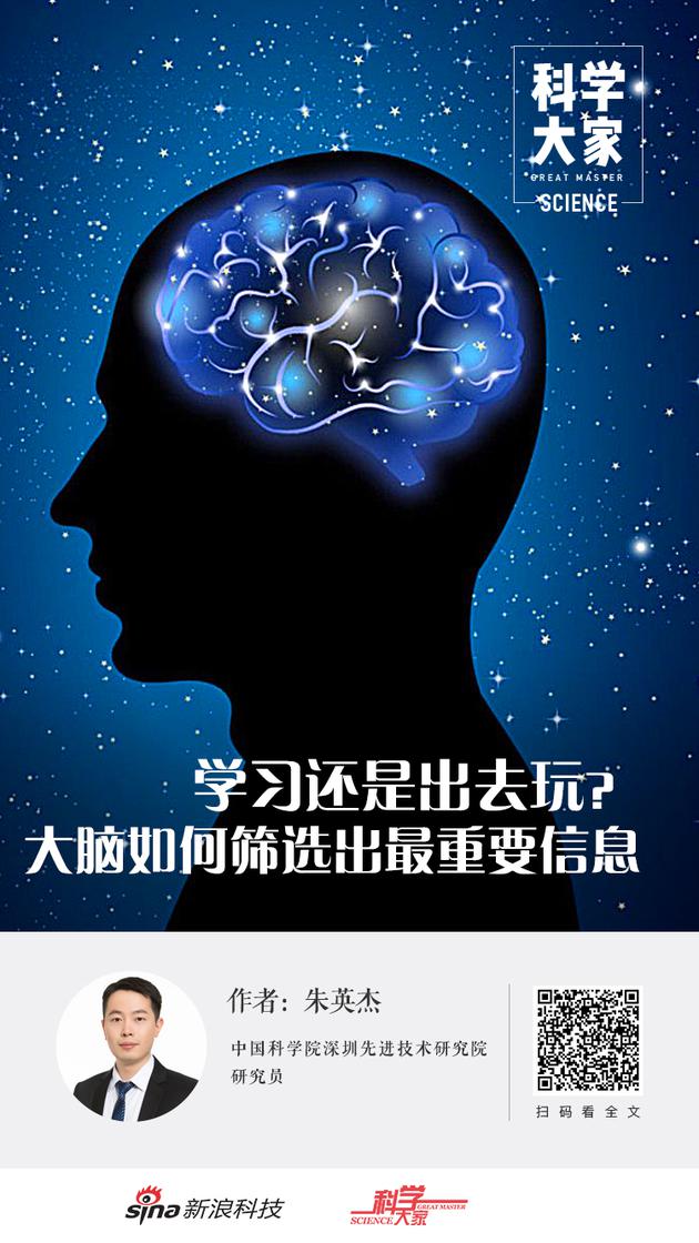 科学大家学习还是出去玩?大脑如何筛选出最重要信息小鼠大脑重要性