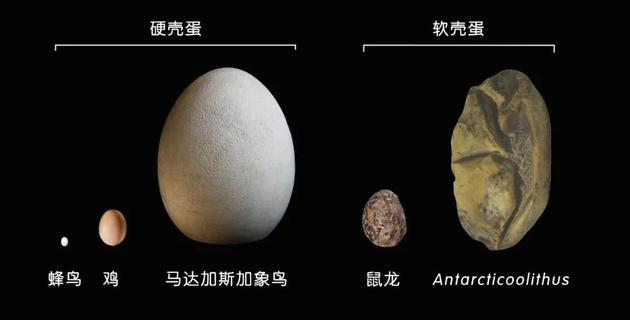 新研究中的软壳蛋化石与其他蛋类的尺寸对比示意。| 图片设计：雯雯
