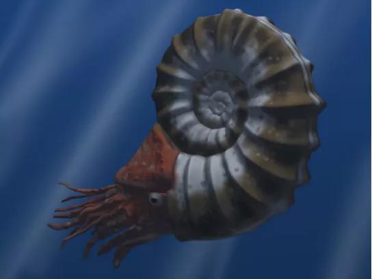 菊石复原想象图。曾经称霸海底上亿年的生物,灭绝起来连一个孑遗种都找不到。图片来源:维基百科