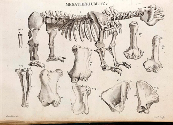 图为对一具史前化石遗骸绘制的首张解剖结构图，完成于1793年。