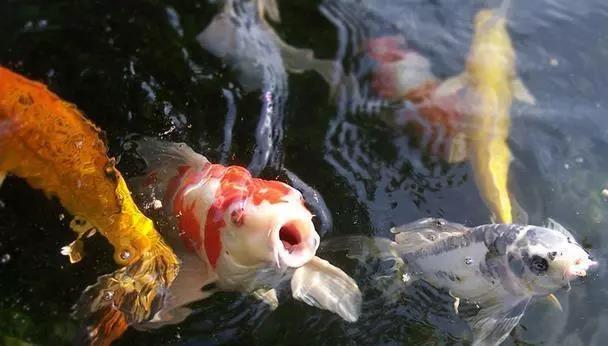 探出水面呼吸的金鱼

　　图源：The best fish 2018