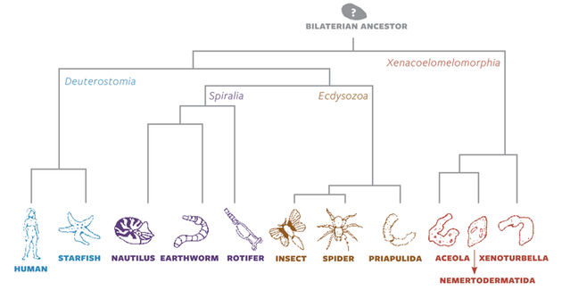 生命之树：这张动物关系图显示，左右对称动物的进化源头或许比之前认为的还要早。包括人类在内的每一种生物都可能是从寒武纪大爆发之前的某种左右对称生物进化而来的。