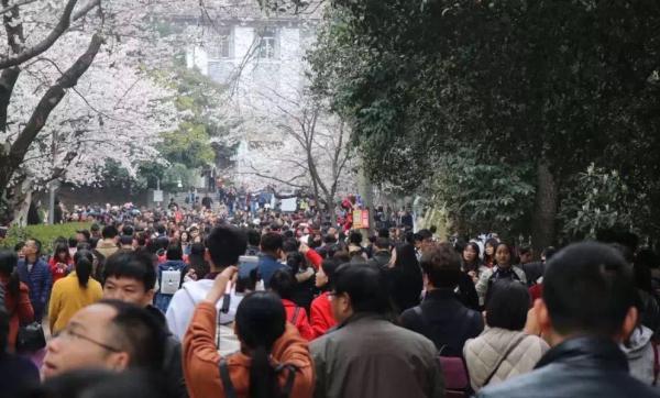 武大樱花开放日火爆,同时催生了网络预约代抢服务。 武汉大学微信公号 图