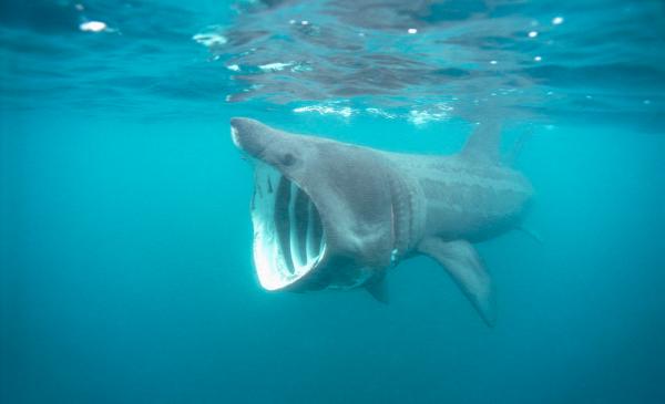 姥鲨是世界上第二大鱼类，肝脏重量可达体重的四分之一，在渔民眼中都是一座金矿。 视觉中国 图