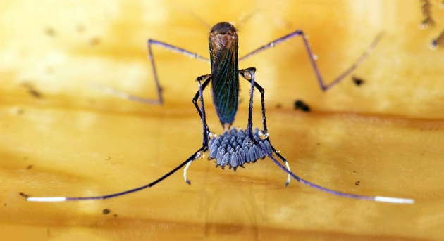 这只嘴唇多毛的蚊子在同类中很少见，事实证明蚊子也是具有母爱的，它小心翼翼地保护自己的卵不被雨滴、捕食者和碎片的损害，直到孵化