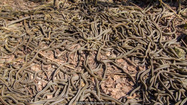 活跃起来的红边束带蛇(学名:Thamnophis sirtalis parietalis)