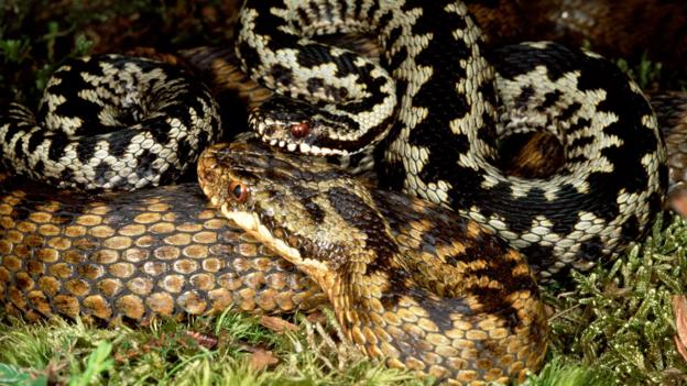 一条雄性极北蝰(学名:Vipera berus)正在守卫一条雌蛇