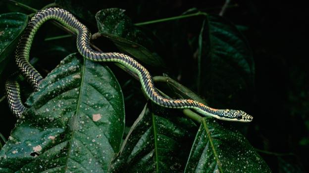 天堂金花蛇（学名：Chrysopelea paradisi）善于攀爬，能够在树枝之间滑翔