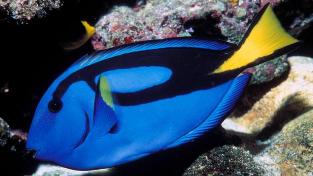 一条拟刺尾鲷(Paracanthurus hepatus)