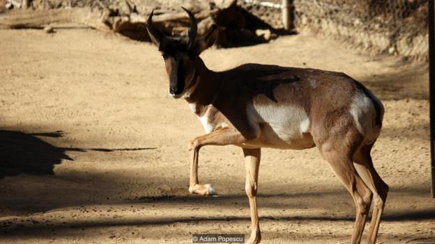 躲过大灭绝事件幸存的动物能带给我们哪些启示？博物馆北美洲角