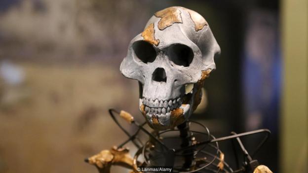阿法?#25103;?#21476;猿(Australopithecus afarensis )生活在大约300万年前,被认为是人属的祖先。