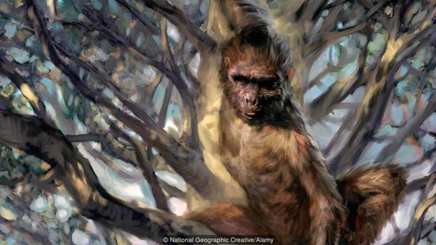 始祖地猿(Ardipithecus ramidus)的想象图