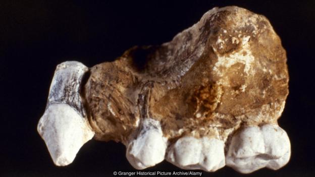 腊玛古猿的颚骨化石。