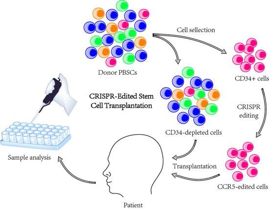 基因编辑的造血干细胞移植流程图。