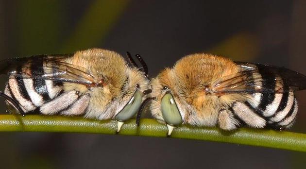 昆虫睡眠状态十分特殊，或将揭晓人类睡眠谜团