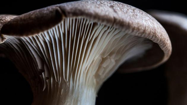 巴基斯坦真纳大学几位微生物学家发现塔宾曲霉菌可以降解聚氨酯。它们分泌一种酶物质降解塑料,同时塔宾曲霉菌从溶解塑料中获得食物。