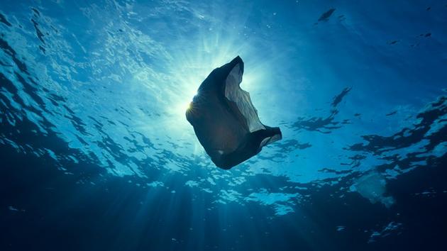 心碎!海洋生物为何误吞塑料垃圾?人类也无