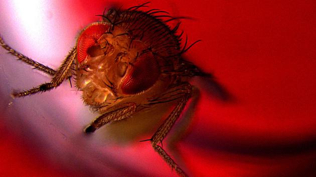 研究发现，经过基因改造的雄性果蝇通常喜欢在有红光的房间里飞行，并随后在那里射精，而未经改造的果蝇则没有这种偏好。