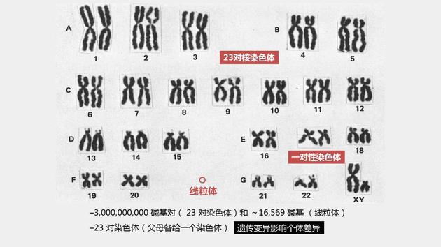 人類的23對染色體