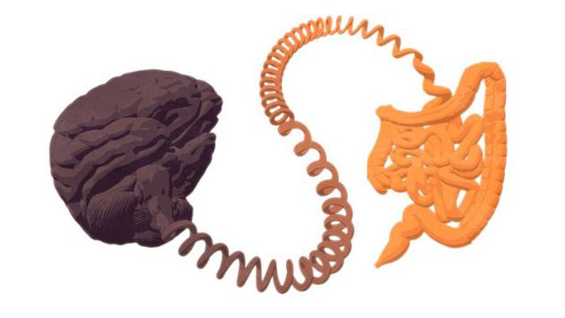 肠道细菌有几种可能机制潜在影响大脑，其中包括：通过迷走神经(肠道和大脑之间连接的主要神经组织)、免疫系统和荷尔蒙变化进行交流通讯。