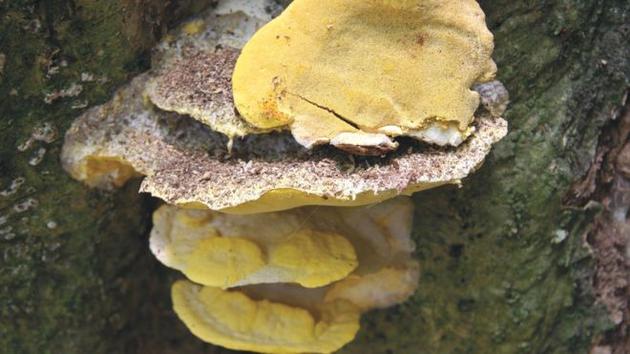 真菌的10个有趣事实：具有与龙虾相同的化学物质