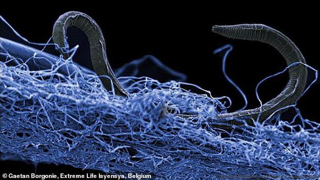 地下深处的“僵尸细菌”与其它生命形式所含的碳元素总量堪称惊人。图为生活在地下1.4公里处的真核生物。