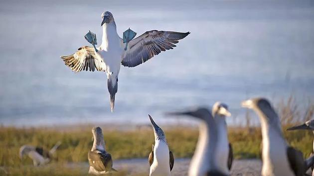 一隻海鳥正要降落在瑪麗亞群島的一座島上。

　　來源：Octavio Aburto/iLCP