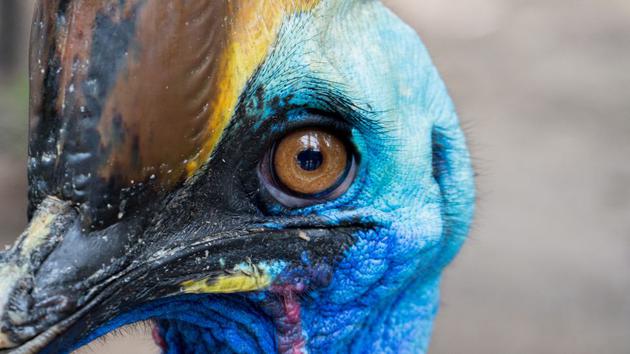 鸟类是否可以被认为是真正的恐龙？是的古生物学羽毛恐龙