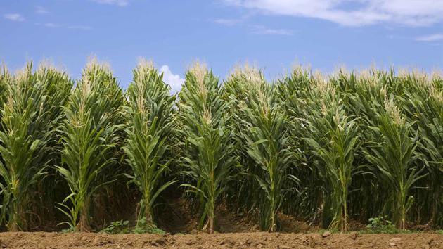 “天气”与“气候”：来看看微环境这个奇妙的小世界天气