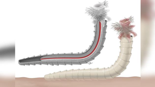 古老的cloudinomorph，红色部分为该生物的肠道（渲染图）