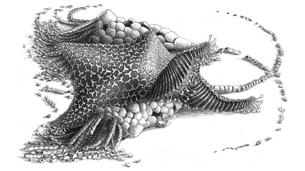 该远古新物种被命名为Cantabrigiaster fezouataensis，外形颇似海星，但缺少现代海星生物的显著特征，它没有蛇尾海星的细长触角，也没有现代海星结实的外壳，因此研究人员推测它是现代所有海星物种的祖先。