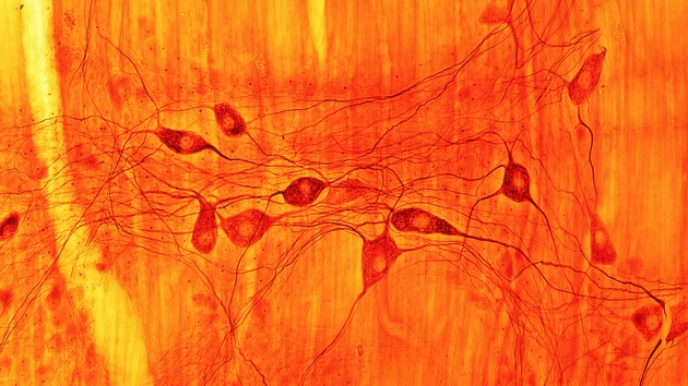 胃肠道中的一束神经元