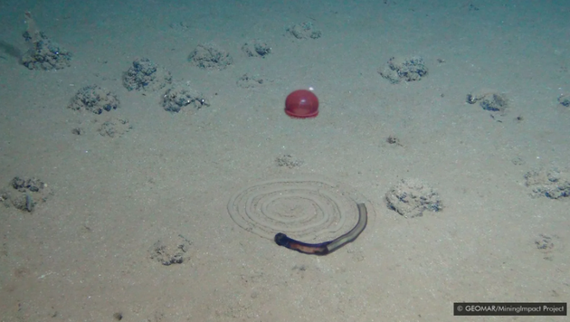 蠕虫在海底沉积物表面留下的奇怪螺旋，上方是一只红色的水母